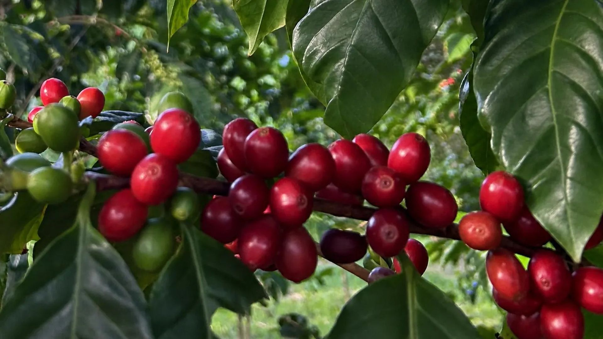 Ripe red coffee cherries on the branch in Kaʻū