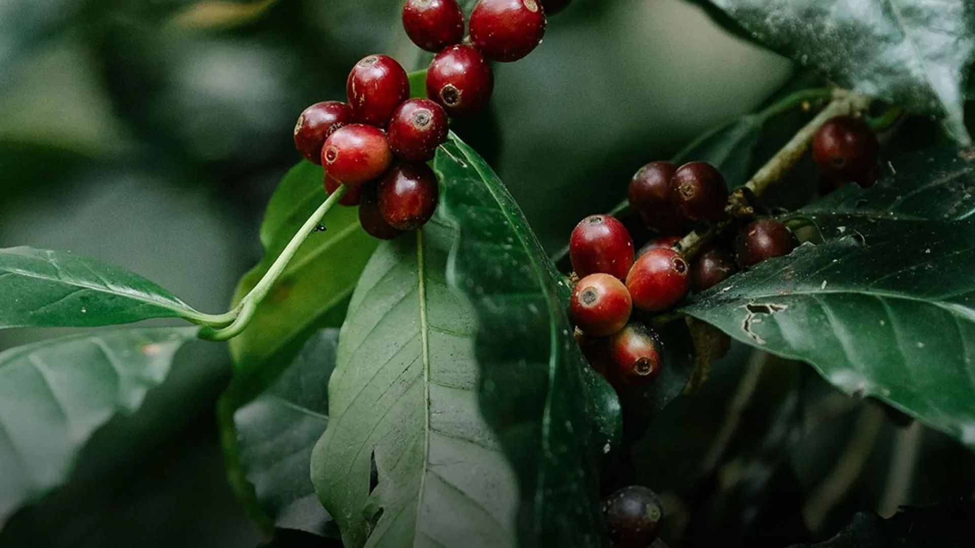 Coffee cherries ripening on the slopes of Mauna Loa
