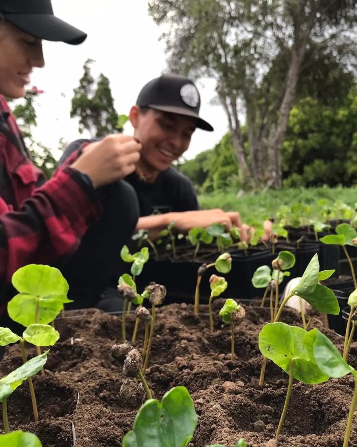 Young people planting coffee seedlings on the farm