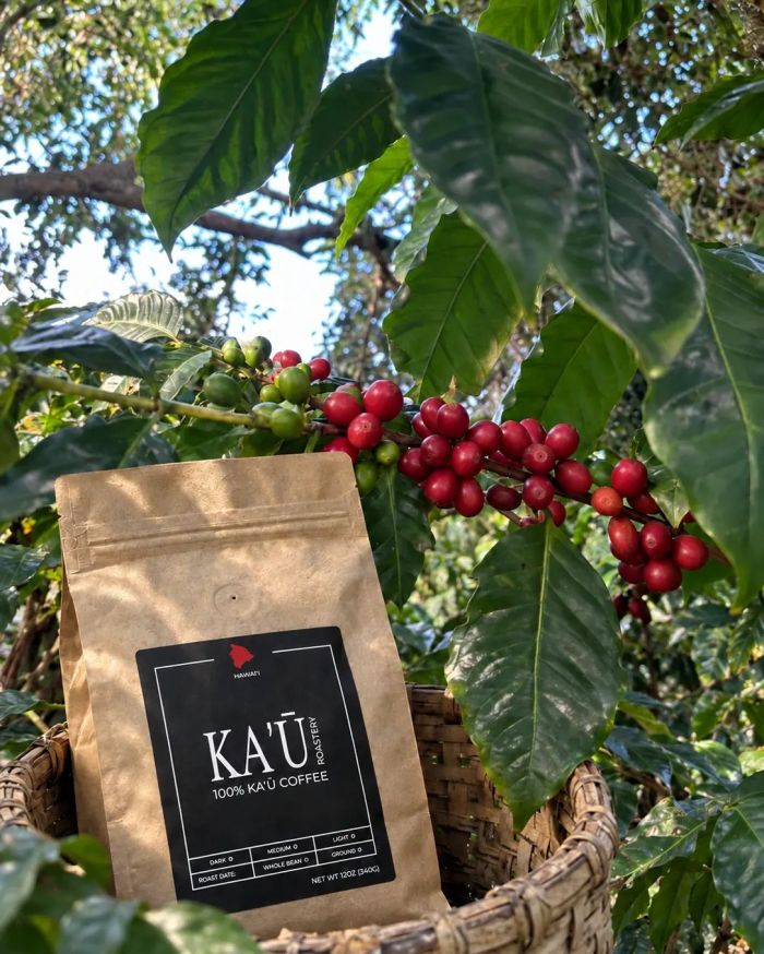 Kaʻū Roastery Naturals bag in a harvest basket under ripe coffee cherries