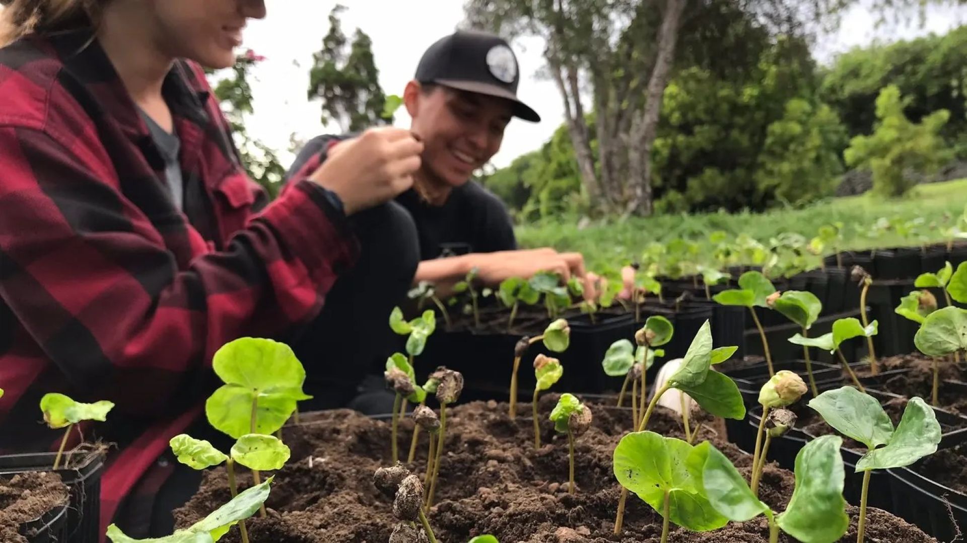 Young coffee seedlings being planted in volcanic soil