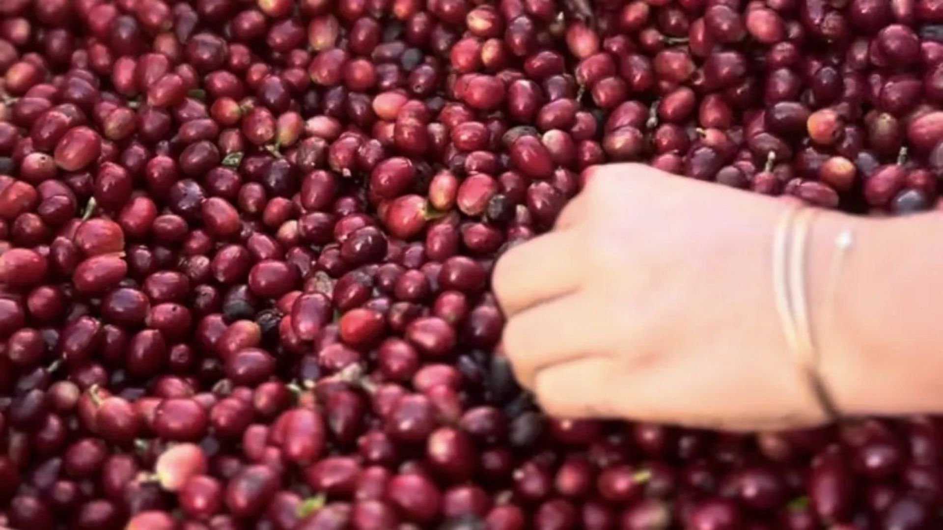 A hand sorting freshly picked coffee cherries
