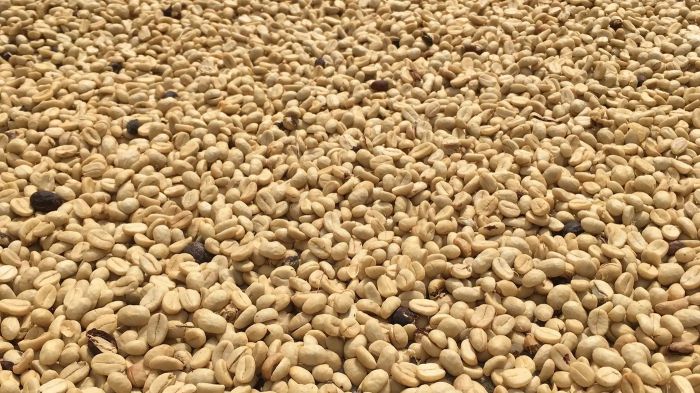 Parchment coffee drying in the sun