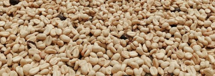 Hulled green coffee beans