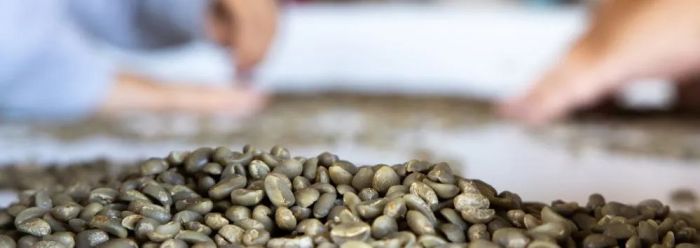 Hands grading green coffee beans on a table